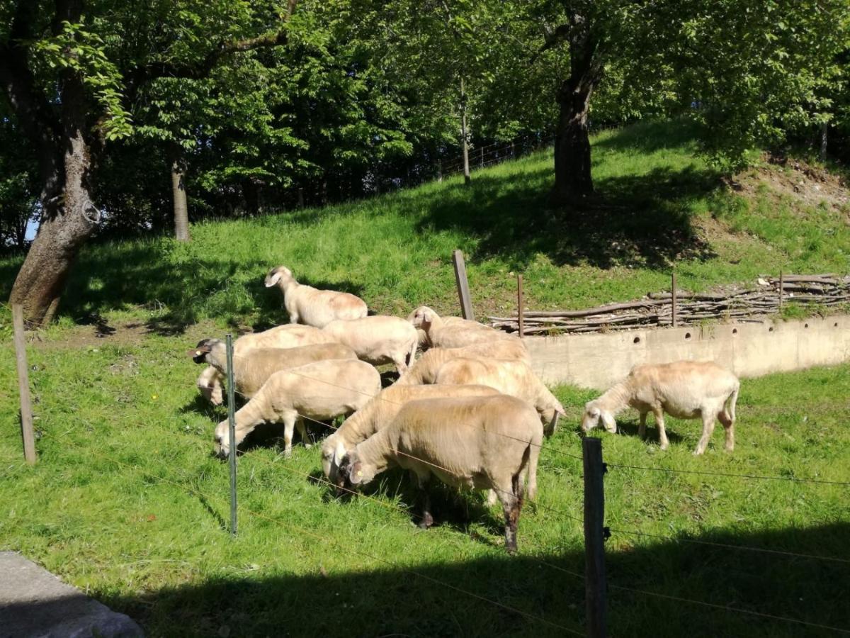 Landhof Ella - Ferienhaus Vor Den Toren Salzburgs Petting Екстер'єр фото